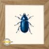 Blåhjort. Lucanus cervus. Akvarel illustration.