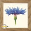 Kornbomst. Centaurea cyanus. Naturalistisk akvarel illustration.