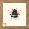 Lys jordhumle. Bombus lucorum. Almindelig i Danmark