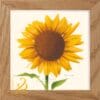 Solsikke ved vindue. Helianthus. En fantastisk blomst og plante.