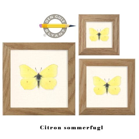 Citron sommerfugl. 3 størrelser. Massiv egetræsramme.