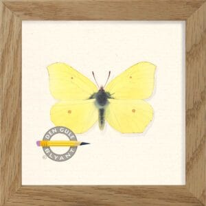 Citron sommerfugl