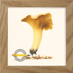 Almindelig kantarel. Guld fra de danske skove. Malet af Martin Gekko fra galleri Lund og Nielsen i Stenlille. Kunstprint i massiv egetræsramme