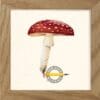 Rød fluesvamp, på latin Amanita muscaria. Akvarel illustration fra Lund og Nielsen. Findes i Danmark.