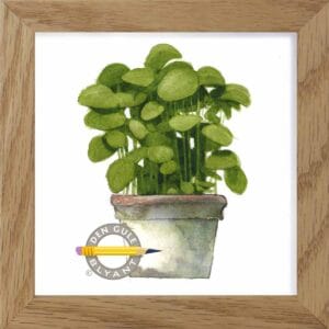 Botanisk illustration af basilikum i lerpotte i ramme af massivt egetræ, grønne bløde blade med levende udtryk, kunstprint inspireret af det italienske køkken.