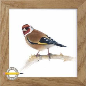 Akvarel illustration af Stillits - Carduelis carduelis, malet af Martin GEKKO NIelsen, fra Den gule blyant.